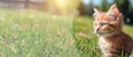 A small, cute, fluffy red kitten. Close-up of a kitten sitting on a green lawn in a summer park. Sunny, clear day. Copy space Royalty Free Stock Photo