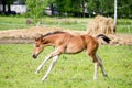 Small Cute Foal Running In The Field
