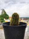 a small, cute and fresh green cactus Royalty Free Stock Photo