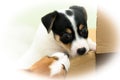 Small cute funny jack russell terrier puppies playing with a cardboard box