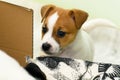 Small cute funny jack russell terrier puppies playing with a cardboard box Royalty Free Stock Photo