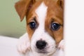 Small cute funny jack russell terrier puppies playing with a cardboard box Royalty Free Stock Photo