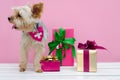 Small cute funny Yorkshire Terrier puppy dog in a Christmas in w