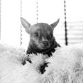 Small cute ginger mini pin dog on the bed at home Royalty Free Stock Photo