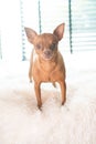 Small cute ginger mini pin dog on the bed at home Royalty Free Stock Photo