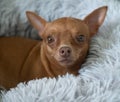 Small ginger pinscher in his fluffy bed Royalty Free Stock Photo