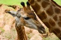 Small cute giraffe in the zoo Royalty Free Stock Photo