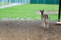 Small cute goatling looks to his enclosure in the zoo