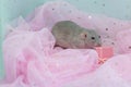 A small cute gray decorative rat sits among folds of pink light and airy fabric with sequins. Opening a gift box with a bow. A Royalty Free Stock Photo