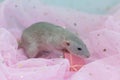 A small cute gray decorative rat sits among folds of pink light and airy fabric with sequins. Opening a gift box with a bow. A Royalty Free Stock Photo