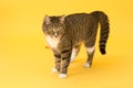 Small cute greeneyed tabby cat isolated on yellow Royalty Free Stock Photo