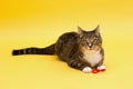 Small cute greeneyed tabby cat isolated on yellow Royalty Free Stock Photo