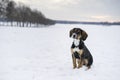 Small cute harrier puppy dog sitting outdoors on snow in Swedish nature and winter landscape Royalty Free Stock Photo