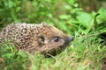 Hedgehog in a grass Royalty Free Stock Photo