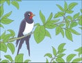 Swallow perched on a green branch