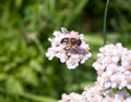 Small cute hover fly on yarrow outside Royalty Free Stock Photo