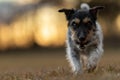 small cute Jack Russell Terrier dog is going frontal over a meadow atmospheric light in early spring