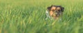 Little cute Jack Russell terrier hiding in high grass.  Cheeky dog stretches his head out of the grass Royalty Free Stock Photo