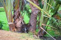 Small cute kangaroo living on amazing Casela nature park,Mauritius island,Africa Royalty Free Stock Photo