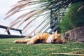 Small cute kitten cat sleeping outside in the park with flower g Royalty Free Stock Photo