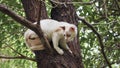 Small cute kitten climbing tree Royalty Free Stock Photo