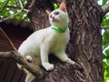 Small cute kitten climbing tree Royalty Free Stock Photo