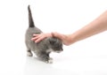 Small cute kitten , close-up Royalty Free Stock Photo