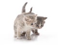Small cute kitten , close-up Royalty Free Stock Photo