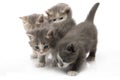 Small cute kitten , close-up Royalty Free Stock Photo