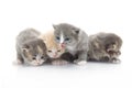Small cute kitten , close-up Royalty Free Stock Photo