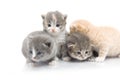 Small cute kitten , close-up Royalty Free Stock Photo
