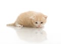 Small cute kitten , close-up Royalty Free Stock Photo