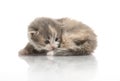 Small cute kitten , close-up Royalty Free Stock Photo