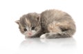 Small cute kitten , close-up Royalty Free Stock Photo