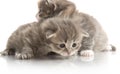 Small cute kitten , close-up Royalty Free Stock Photo