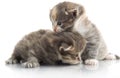 Small cute kitten , close-up Royalty Free Stock Photo