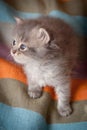 Small cute kitten on the colerful background