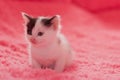 A small, cute kitten on a fluffy plaid.