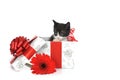 Small cute kitten with gift box Royalty Free Stock Photo