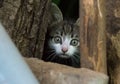 Small cute kitten hiding scared Royalty Free Stock Photo