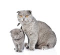 Small cute kitten with his mother cat. isolated on white Royalty Free Stock Photo