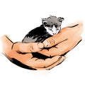 kitten in hands kind watercolour sketch