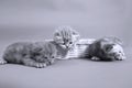 Small cute kitten meaowing Royalty Free Stock Photo