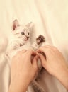 Small cute kitten relax. Baby cat. Cute white kitten. Tender and lovely. White kitten playing with female hands. Pet