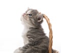 Small cute kitten sitting in a basket, close-up Royalty Free Stock Photo