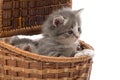 Small cute kitten sitting in a basket, close-up Royalty Free Stock Photo