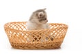 Small cute kitten sitting in a basket, close-up Royalty Free Stock Photo