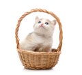 Small cute kitten sitting in a basket, close-up Royalty Free Stock Photo