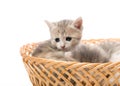 Small cute kitten sitting in a basket, close-up Royalty Free Stock Photo