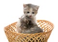 Small cute kitten sitting in a basket, close-up Royalty Free Stock Photo